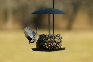 This little black-capped chickadee is taking off from the birdseed cake on my deck. I love how tiny these birds are and the cute black, grey, and white colors of their feathers. His wings extended. photo