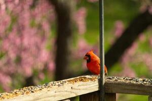 esta hermosa rojo cardenal llegó fuera a el marrón de madera barandilla de el cubierta para alimento. su hermosa mohawk en pie Derecho arriba con su negro mascarilla. esta pequeño aviar es rodeado por alpiste. foto