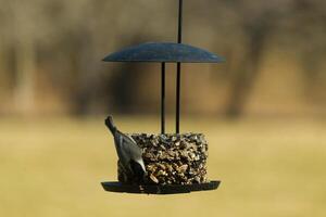 This cute little black-capped chickadee is pictured here coming to this birdseed cake on my deck. I love how tiny these birds are and the cute black, grey, and white colors of their feathers. photo