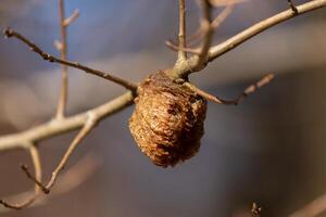 This is a picture of a Asian mantis nest in a tree branch. This is an invasive species in the US. This mass up in the limb looks very puffy and almost like Styrofoam. It is brown in color. photo