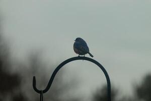 This cute little bluebird is perched on this iron shepherds hook looking across the yard. I love his rusty red belly and the cute little blue head. These birds are pretty colorful and nice to watch. photo