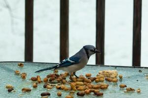 This beautiful blue jay came to the glass table for some food. The pretty bird is surround by peanuts. This is such a cold toned image. Snow on the ground and blue colors all around. photo