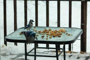 yo amor el Mira de estos azul arrendajos en el mesa para miseria. uno en pie allí y el otro volador. estos hermosa aves llegó fuera en esta Nevado día para algunos alimento. foto