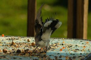 esta azul arrendajo pájaro estaba viniendo en para un aterrizaje a obtener algunos miseria. su alas untado fuera hermosamente. yo amor el hermosa blanco, negro y azul plumas. él estaba medio vuelo congelado en el aire. foto