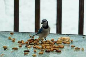 This beautiful blue jay came to the glass table for some food. The pretty bird is surround by peanuts. This is such a cold toned image. Snow on the ground and blue colors all around. photo