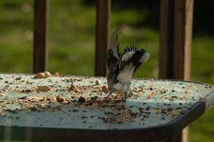 This blue jay bird was coming in for a landing to get some peanuts. His wings spread out beautifully. I love the beautiful white, black and blue feathers. He was mid flight frozen in the air. photo