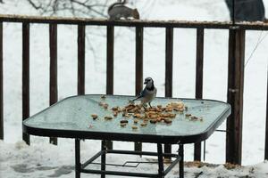 This beautiful blue jay came to the glass table for some food. The pretty bird is surround by peanuts. This is such a cold toned image. Snow on the ground and blue colors all around. photo