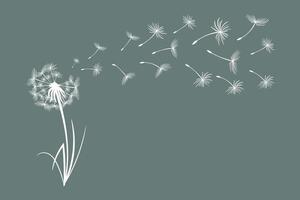 Dandelion with flying fluffy seeds. Sketch,  illustration, vector