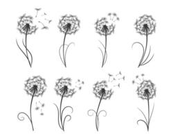 Set of dandelions with flying seeds. Sketch, illustration, vector