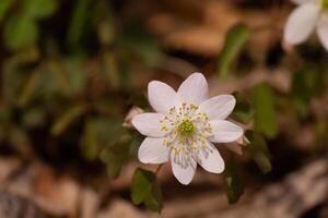 This pretty white flowers is growing here in the woods when I took this picture. This is known as a rue-anemone or meadow-rue which grows in wooded areas. I love the yellow center to this wildflower. photo