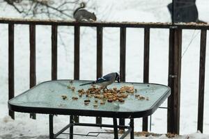 This beautiful blue jay came to the glass table for some food. The pretty bird is surround by peanuts. This is such a cold toned image. Snow on the ground and blue colors all around. photo