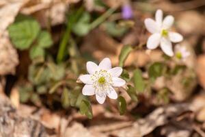 This pretty white flowers is growing here in the woods when I took this picture. This is known as a rue-anemone or meadow-rue which grows in wooded areas. I love the yellow center to this wildflower. photo