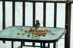 This beautiful blue jay came to the glass table for some food. The pretty bird is surround by peanuts. This is such a cold toned image. Snow on the ground and blue colors all around. photo