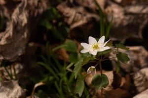 This pretty white flowers is growing here in the woods when I took this picture. This is known as a rue-anemone or meadow-rue which grows in wooded areas. I love the yellow center to this wildflower. photo