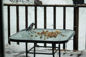 This beautiful blue jay came to the glass table for some food. The pretty bird is surround by peanuts. This is such a cold toned image. Snow on the ground and blue colors all around. photo
