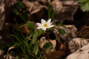 This pretty white flowers is growing here in the woods when I took this picture. This is known as a rue-anemone or meadow-rue which grows in wooded areas. I love the yellow center to this wildflower. photo