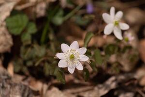 This pretty white flowers is growing here in the woods when I took this picture. This is known as a rue-anemone or meadow-rue which grows in wooded areas. I love the yellow center to this wildflower. photo