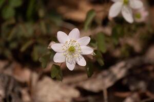 This pretty white flowers is growing here in the woods when I took this picture. This is known as a rue-anemone or meadow-rue which grows in wooded areas. I love the yellow center to this wildflower. photo