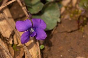 esta bonito flor silvestre creciente aquí es conocido como un común azul Violeta. incluso aunque ese es el nombre, el color mira púrpura. yo amor estos pequeño flores y su mullido mirando pétalos foto