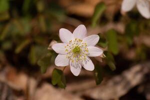 This pretty white flowers is growing here in the woods when I took this picture. This is known as a rue-anemone or meadow-rue which grows in wooded areas. I love the yellow center to this wildflower. photo