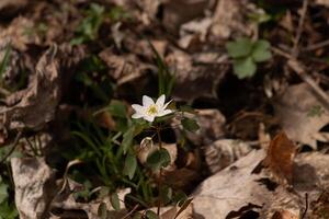 esta bonito blanco flores es creciente aquí en el bosque cuando yo tomó esta fotografía. esta es conocido como un anémona ruda o pradera-rue cuales crece en enselvado áreas yo amor el amarillo centrar a esta flor silvestre. foto