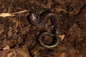 esta pequeño espalda roja salamandra estaba tendido en el marrón suciedad cuando el imagen estaba tomado. el cuerpo casi mira a mezcla en con el alrededores. su cuerpo brillante ligeramente con el estipe en su atrás. foto