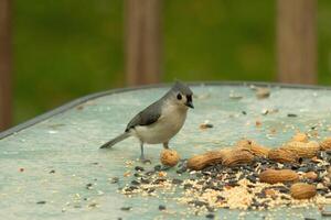 This cute little tufted titmouse sat on the glass table of the deck. The small avian is so tiny. I love love his grey feathers and little mohawk. He is sitting among so much birdseed and peanuts. photo