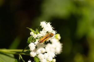 This beautiful skipper butterfly was clinging to a white flower in the field. The little brown insect helping to pollinate this wildflower. His cute little body looks so furry like a teddy bear. photo