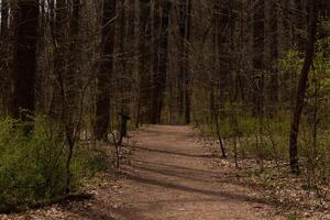 This beautiful path flows through this wooded area. Keeping you safe from getting lost. The brown and green vegetation coming up all around. photo