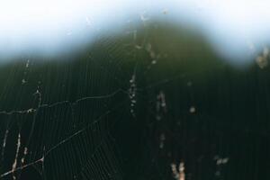 yo amor el Mira de esta telaraña suspendido en el aire. el blanco hebras de cincha mira bastante bonito como eso suavemente refleja el ligero. el araña crea esta a trampa ninguna presa ese mayo ven a lo largo de. foto