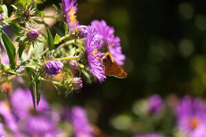 This cute little skipper butterfly is seen in this beautiful purple flower to collect come nectar. The flower is a New England Aster. This small insect if a great pollinator. photo