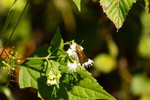 This beautiful skipper butterfly was clinging to a white flower in the field. The little brown insect helping to pollinate this wildflower. His cute little body looks so furry like a teddy bear. photo