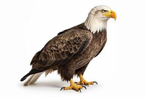 AI generated Bald Eagle in white backgrpund photo