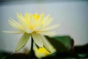 Lotus water floating on the surface of the pool photo