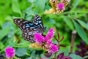 Butterflies fly to flower islands in the midst of nature. photo