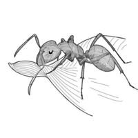 Ant insect hand drawn engraving sketch vector illustration design