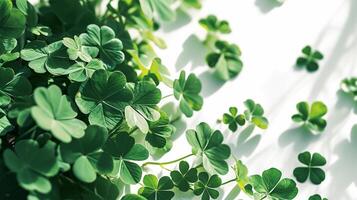 AI generated Charming Clover Arrangement on Table Isolated on White Background photo