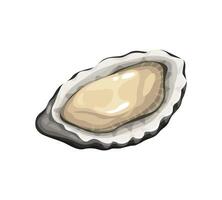 Cartoon seafood, oyster for sea food cuisine vector