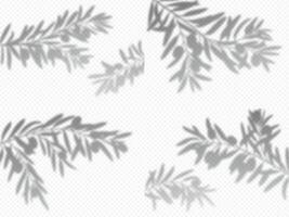 Olive tree branch leaf shadows, overlay background vector