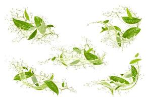 Green tea leaves with drink wave splash and drops vector