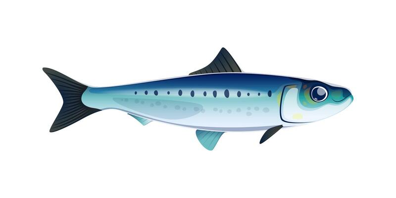 Cartoon sardine fish isolated cute character