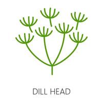 Green fennel or dill herb leafstalk branch icon vector