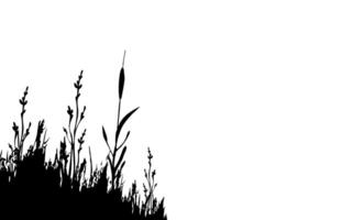 imagen de un monocromo caña, hierba o espadaña en un blanco fondo.aislado vector dibujo.negro césped gráfico silueta.
