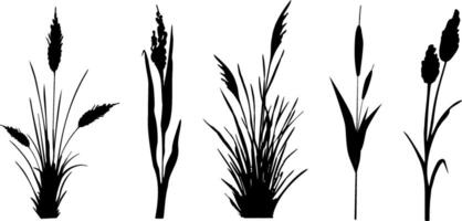 Image of a monochrome reed,grass or bulrush on a white background.Isolated vector drawing.Black grass graphic silhouette.