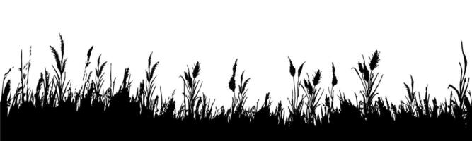 Image of a monochrome reed,grass or bulrush on a white background.Isolated vector drawing.Black grass graphic silhouette.