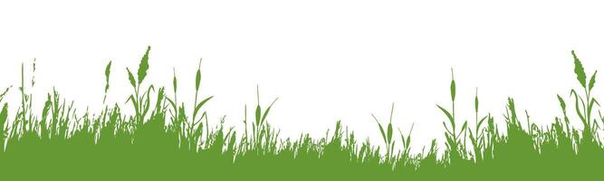 Image of a monochrome reed,grass or bulrush on a white background.Isolated vector drawing.Black grass graphic silhouette.