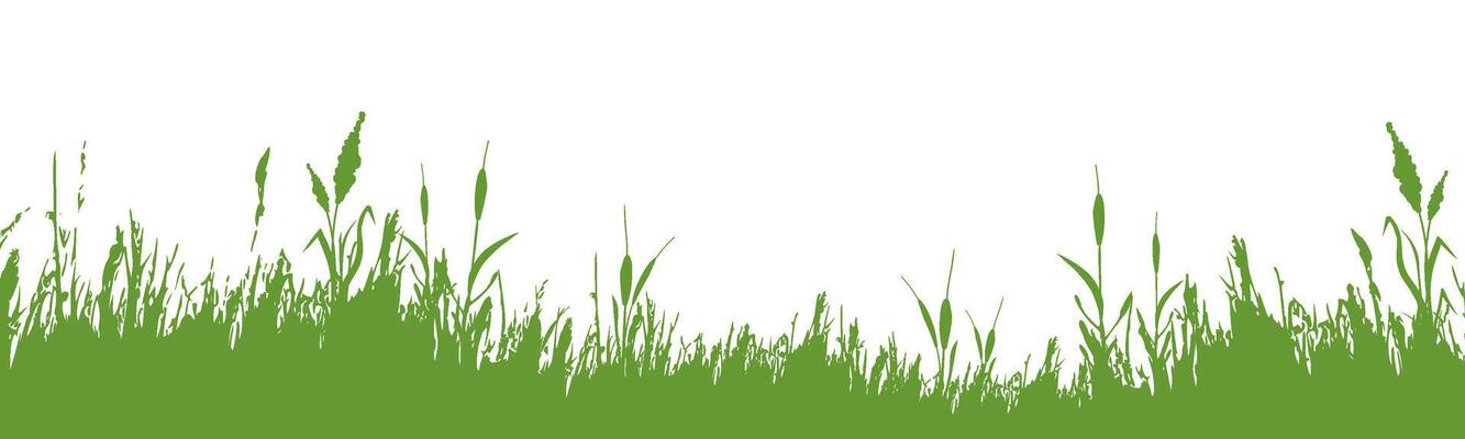 Image of a monochrome reed,grass or bulrush on a white background.Isolated vector drawing.Black grass graphic silhouette.