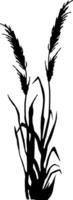 Image of a monochrome reed,grass or bulrush on a white background.Isolated vector drawing.Black grass graphic silhouette.