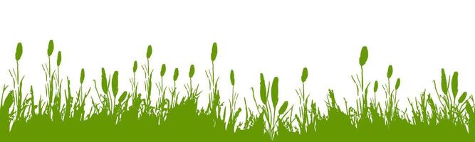 Image of a monochrome reed,grass or bulrush on a white background.Isolated vector drawing.Black grass graphic silhouette.