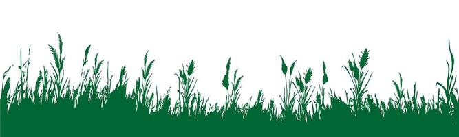 Image of a monochrome reed,grass or bulrush on a white background.Isolated vector drawing.Black grass graphic silhouette.